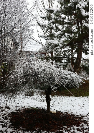 The trees in the park are covered with snow. The trees in the park are covered with snow. 141612206