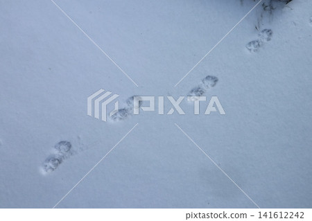 Footprints in the first snow. Footprints in the first snow. 141612242