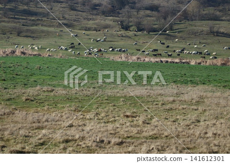 A flock of sheep grazing on the field. A flock of sheep grazing on the field. 141612301