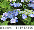 繡球花（額頭繡球花） 141612350