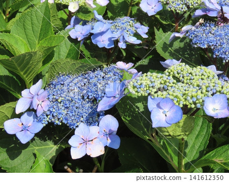 繡球花(額頭繡球花) 繡球花(額頭繡球花) 141612350