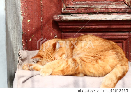 Red-haired cat sleeping curled up under a studded red door. Red-haired cat sleeping curled up under a studded red door. 141612385