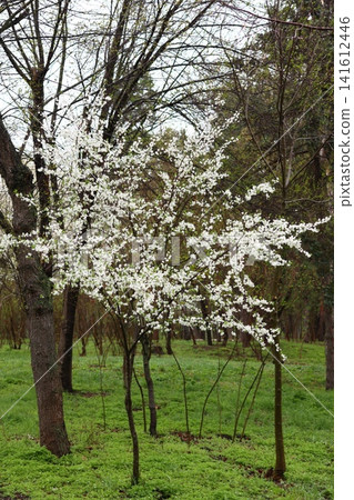 Cherry blossoms bloom in the public park. Cherry blossoms bloom in the public park. 141612446
