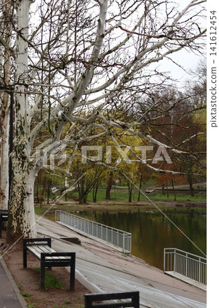 A mighty sycamore tree on the dam in the park. 141612454
