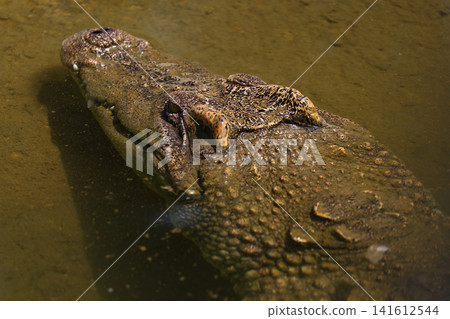 Close-Up Aerial View of Crocodile Head in Muddy Water Close-Up Aerial View of Crocodile Head in Muddy Water 141612544