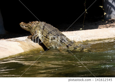 Crocodile Climbing Onto Concrete Ledge From Water Crocodile Climbing Onto Concrete Ledge From Water 141612545