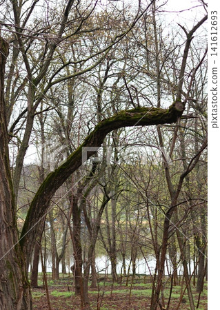 Trees in the city park in early spring. Trees in the city park in early spring. 141612693