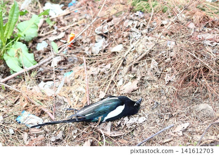 A dead jay is lying on the trash. A dead jay is lying on the trash. 141612703