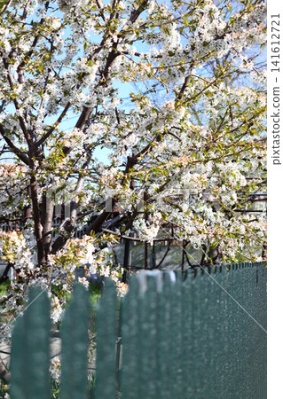 White cherry blossoms adorn a tree. White cherry blossoms adorn a tree. 141612721