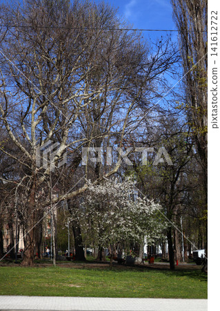 A lovely flowering tree in a city park. A lovely flowering tree in a city park. 141612722