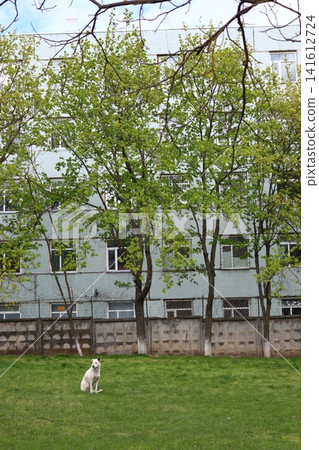 A dog standing on a green lawn. A dog standing on a green lawn. 141612724