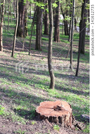 A large tree stump sits in a grassy field. A large tree stump sits in a grassy field. 141612735