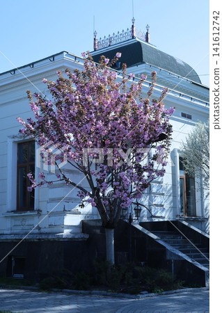 A blooming pink cherry tree. A blooming pink cherry tree. 141612742