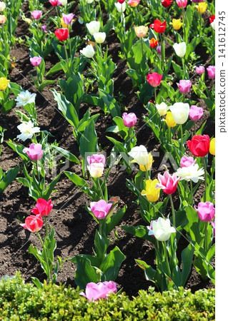 A lawn with colorful tulips. A lawn with colorful tulips. 141612745