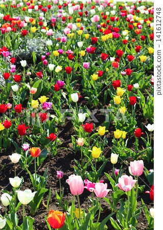 A lawn with colorful tulips. A lawn with colorful tulips. 141612748