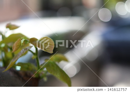 Young shoots on the tree. Young shoots on the tree. 141612757