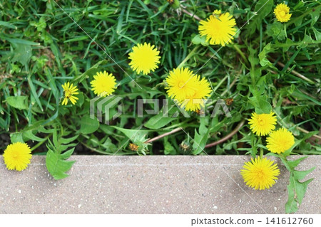 A spring scene with bright yellow dandelion flowers. A spring scene with bright yellow dandelion flowers. 141612760