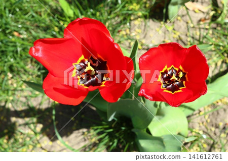 The opening of a red tulip flower. The opening of a red tulip flower. 141612761