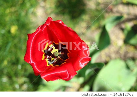 The opening of a red tulip flower. The opening of a red tulip flower. 141612762