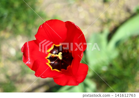 The opening of a red tulip flower. The opening of a red tulip flower. 141612763