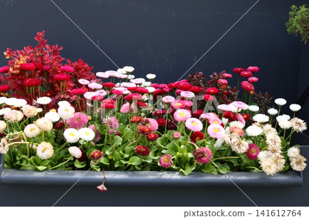 Colorful urban street flower bed with mixed pansies, petunias ,marigolds and other flowers in bloom adds color to the city garden landscape in late winter and spring. Colorful urban street flower bed with mixed pansies, petunias ,marigolds and other flowers in bloom adds color to the city garden landscape in late winter and spring. 141612764