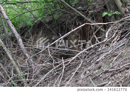 A blockage of dry bushes in a ravine. A blockage of dry bushes in a ravine. 141612778