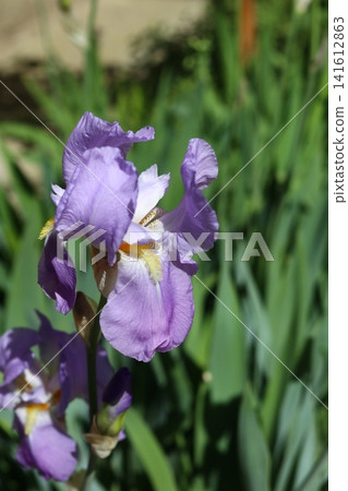 purple iris flower in garden 141612863