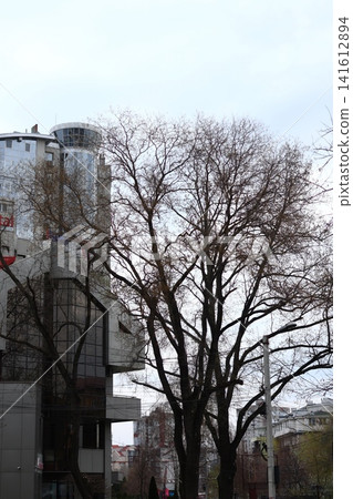 A tree without leaves in front of the facade. A tree without leaves in front of the facade. 141612894
