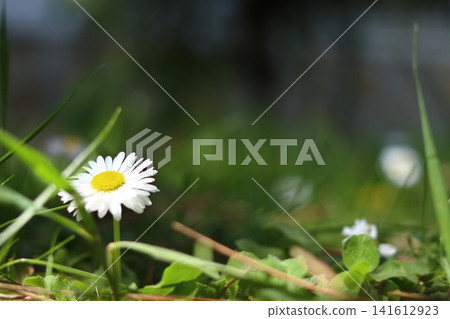 White daisies on the green grass. 141612923