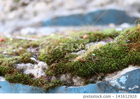The dilapidated wall of the swimming pool. The dilapidated wall of the swimming pool. 141612928
