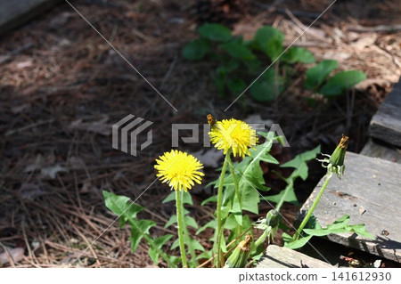 Bright dandelions in the rays of the sun. Bright dandelions in the rays of the sun. 141612930