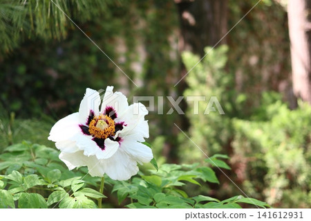White flower of a tree -like peony. White flower of a tree -like peony. 141612931
