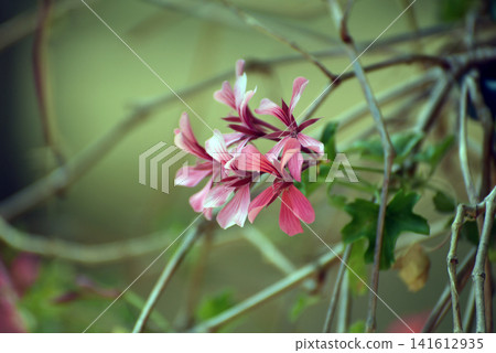 Close up of a pink geranium blooming on a window of a village house facade, with a soft blurred garden background Close up of a pink geranium blooming on a window of a village house facade, with a soft blurred garden background 141612935