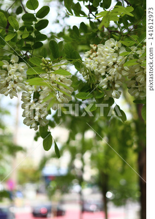 The magnificent flowering of the white acacia. The magnificent flowering of the white acacia. 141612973