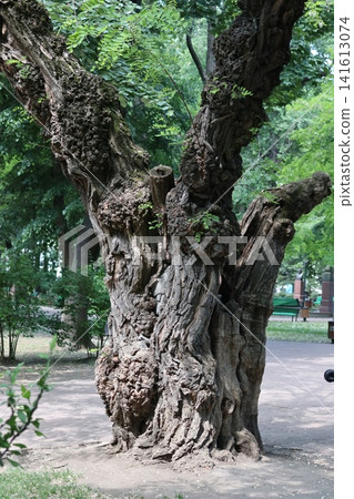 A large trunk of an old acacia tree. A large trunk of an old acacia tree. 141613074