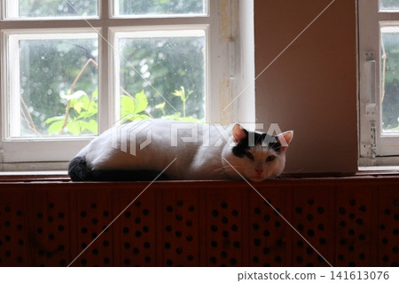 A fluffy cat is lying on the windowsill. A fluffy cat is lying on the windowsill. 141613076