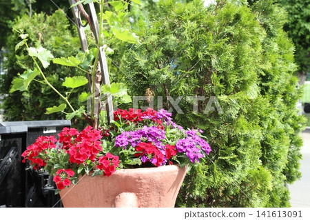 Urban Floral decoration, gardening, landscaping. Urban Floral decoration, gardening, landscaping. 141613091