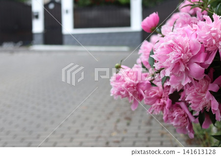 Pink peonies in a deserted alley. Pink peonies in a deserted alley. 141613128