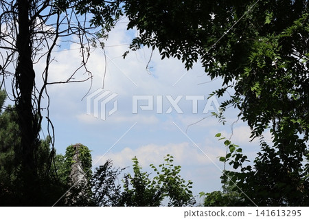 Blue sky through the branches. Blue sky through the branches. 141613295