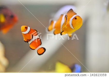 多條小丑魚(水族箱) 多條小丑魚(水族箱) 141613359