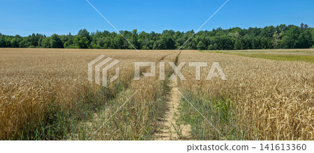 Panoramic view of a tractor path through a golden wheat field under blue sky. Concept of rural lifestyle, farming and seasonal agricultural work. Panoramic view of a tractor path through a golden wheat field under blue sky. Concept of rural lifestyle, farming and seasonal agricultural work. 141613360