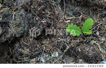 Close-up of a young oak seedling emerging among fallen leaves and moss on the forest floor. Concept of new life, natural growth and reforestation in the wild. Close-up of a young oak seedling emerging among fallen leaves and moss on the forest floor. Concept of new life, natural growth and reforestation in the wild. 141613368