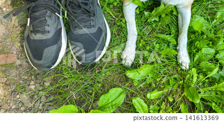 Overhead view of sneakers next to a dog paws resting on green grass. Concept of walking, hiking and traveling together with a pet Overhead view of sneakers next to a dog paws resting on green grass. Concept of walking, hiking and traveling together with a pet 141613369