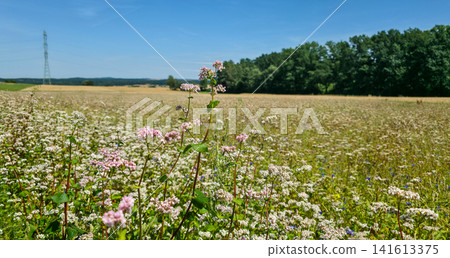 Close-up of blooming buckwheat flowers in a summer field with forest in the background. Concept of organic farming, honey production and rural agriculture. High quality photo Close-up of blooming buckwheat flowers in a summer field with forest in the background. Concept of organic farming, honey production and rural agriculture. High quality photo 141613375