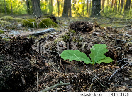 Close-up of a young oak seedling emerging among fallen leaves and moss on the forest floor. Concept of new life, natural growth and reforestation in the wild. Close-up of a young oak seedling emerging among fallen leaves and moss on the forest floor. Concept of new life, natural growth and reforestation in the wild. 141613376