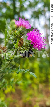 A bumblebee covered in water droplets sheltering under a thistle flower during rain. Concept of wildlife behavior, biodiversity and pollinator conservation. Vertical photo A bumblebee covered in water droplets sheltering under a thistle flower during rain. Concept of wildlife behavior, biodiversity and pollinator conservation. Vertical photo 141613381