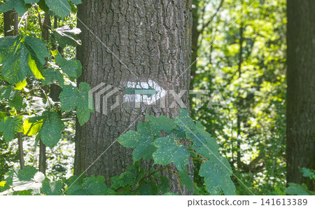 Painted trail marker arrow on tree bark in a forest. Concept of hiking navigation, wayfinding and outdoor adventure. Painted trail marker arrow on tree bark in a forest. Concept of hiking navigation, wayfinding and outdoor adventure. 141613389
