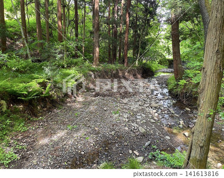 A clear, shallow stream surrounded by ferns and trees, and a forest landscape. A clear, shallow stream surrounded by ferns and trees, and a forest landscape. 141613816