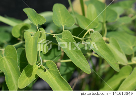 Slender Dutchman's leaf Slender Dutchman's leaf 141613849