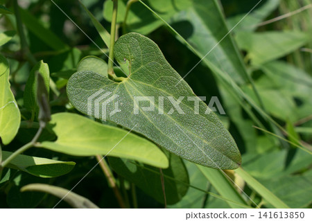 Slender Dutchman's leaf Slender Dutchman's leaf 141613850